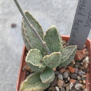 Adromischus hybr Belgium #18