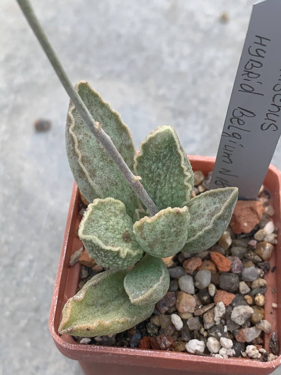 Adromischus hybr Belgium #18