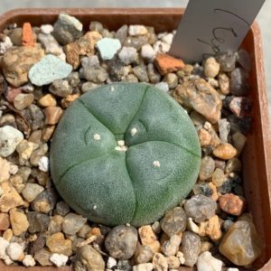 Lophophora williamsii (Червінко)