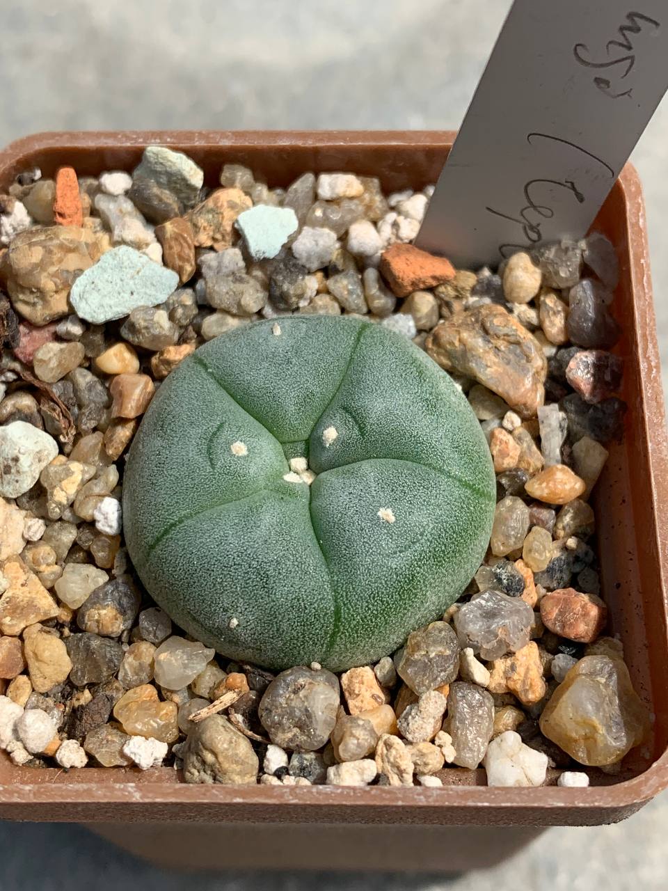 Lophophora williamsii (Червінко)