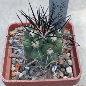 Copiapoa coquimbana (El Trapiche)