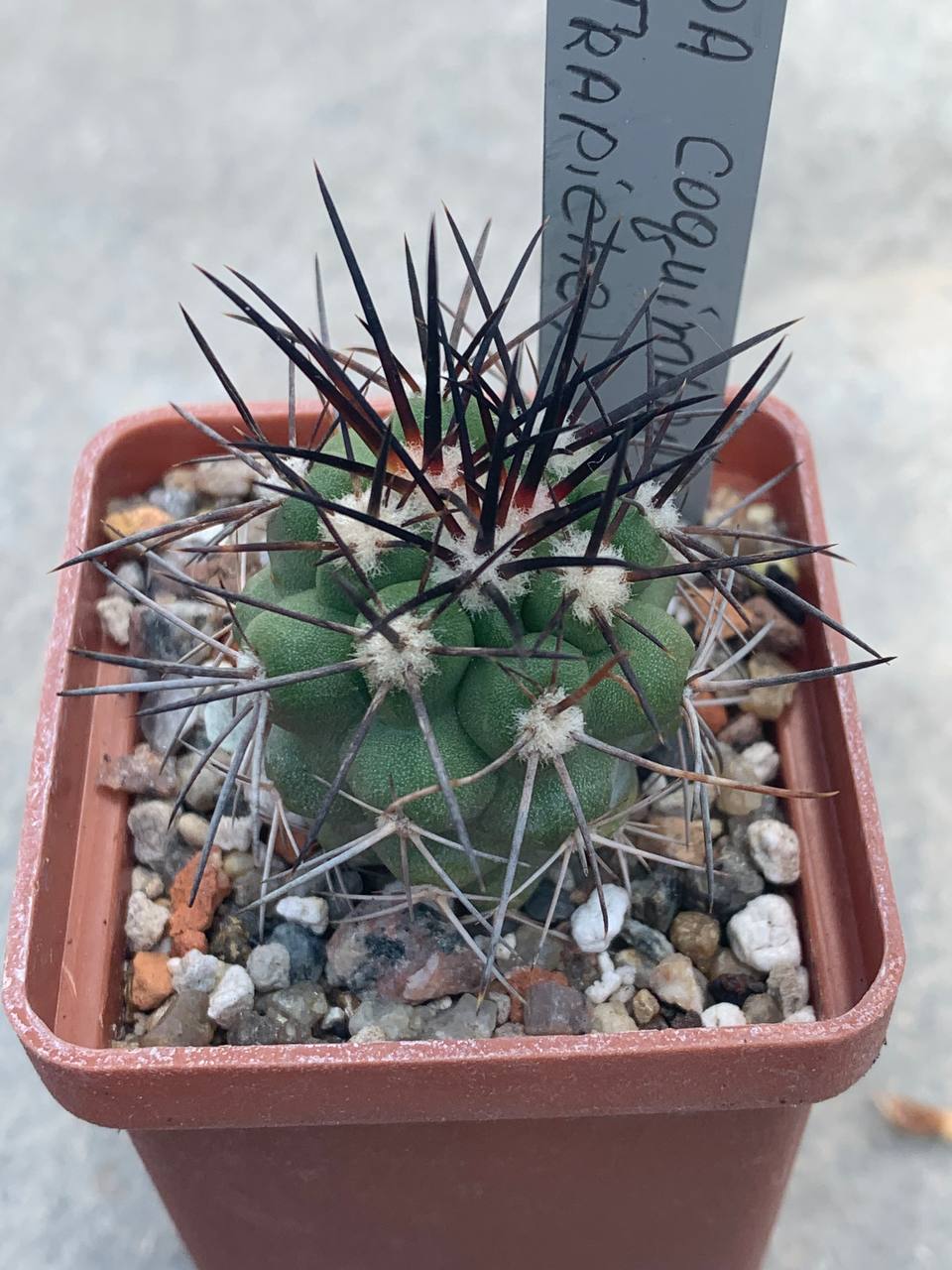Copiapoa coquimbana (El Trapiche)