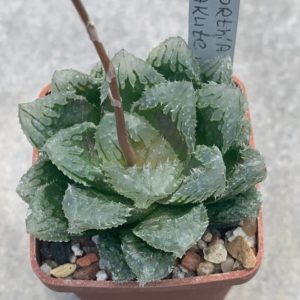 Haworthia cv Hakuteijo