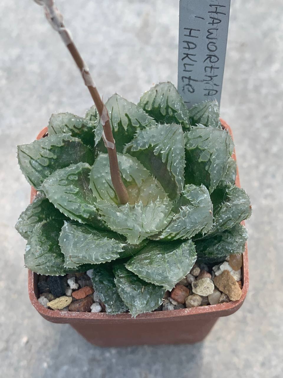 Haworthia cv Hakuteijo