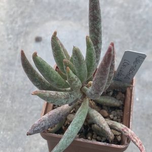 Adromischus filicaulis (Deurdrift)