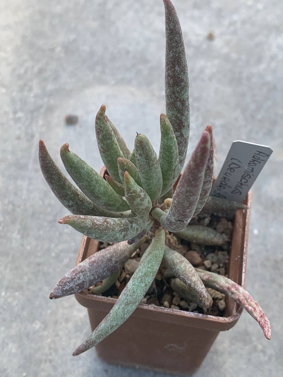 Adromischus filicaulis (Deurdrift)
