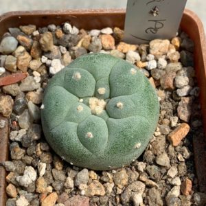 Lophophora fricii (La Pe)