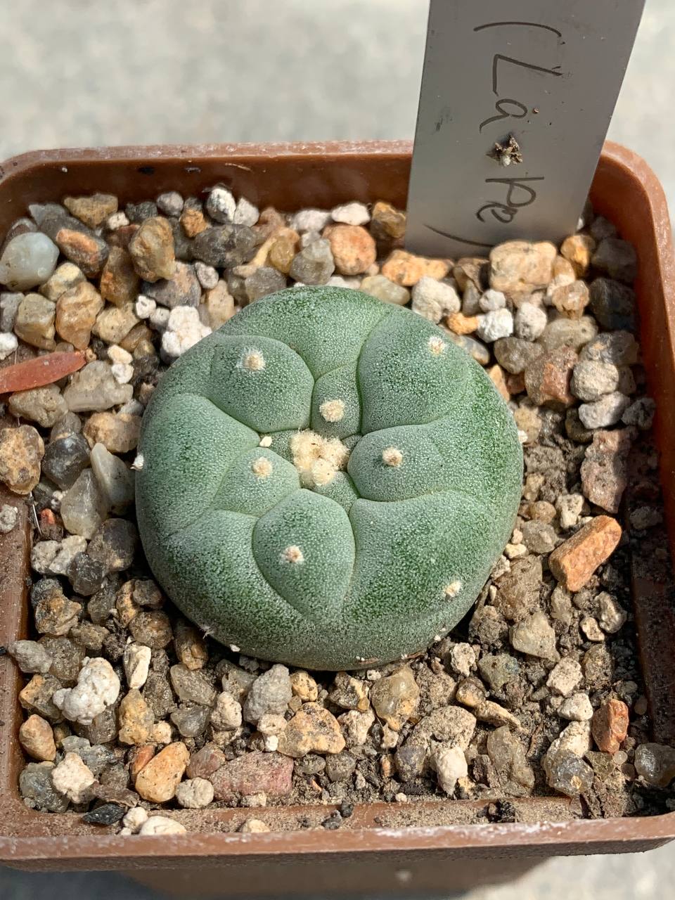 Lophophora fricii (La Pe)