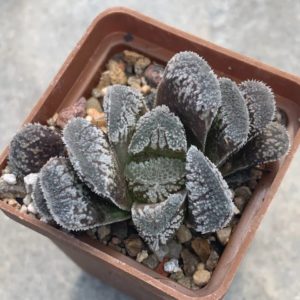Haworthia ‘Yukisagi(kegani x korizato) H259(comb mayor pygmea spring)