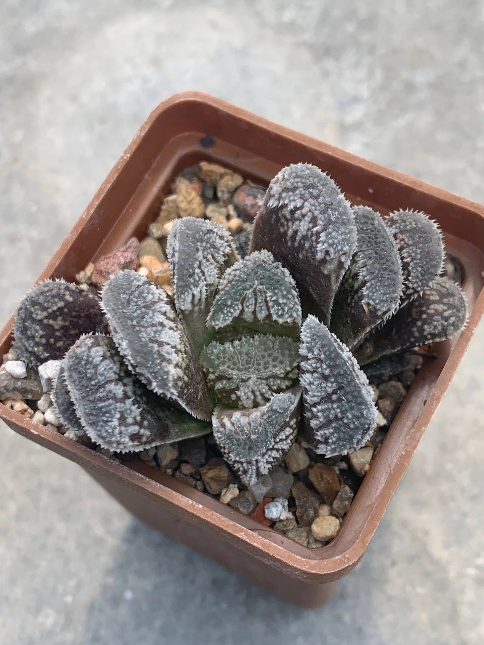 Haworthia ‘Yukisagi(kegani x korizato) H259(comb mayor pygmea spring)