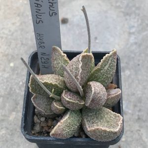 Adromischus schuldtianus hybr #29H