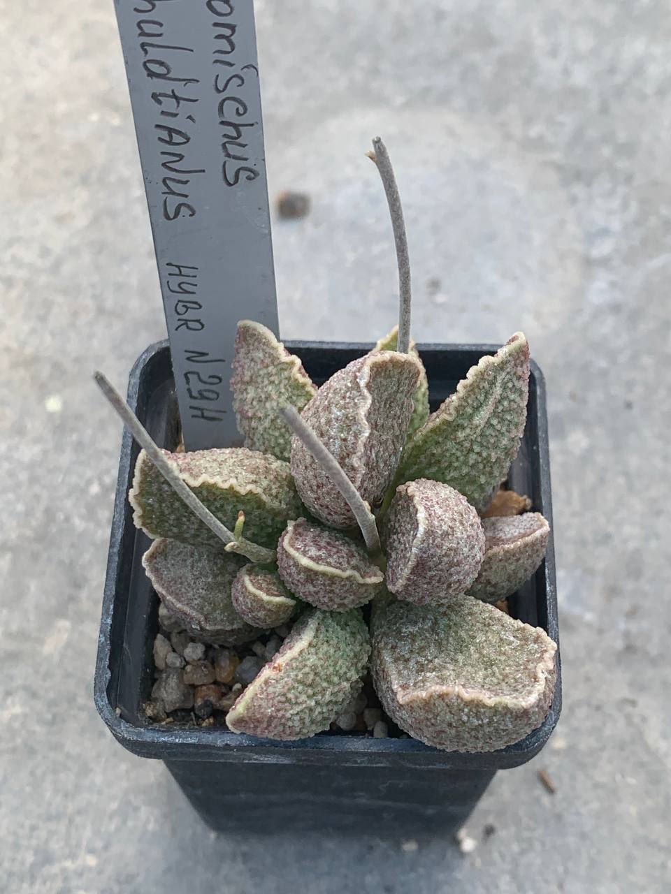 Adromischus schuldtianus hybr #29H