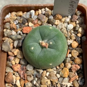 Lophophora williamsii var decipiens