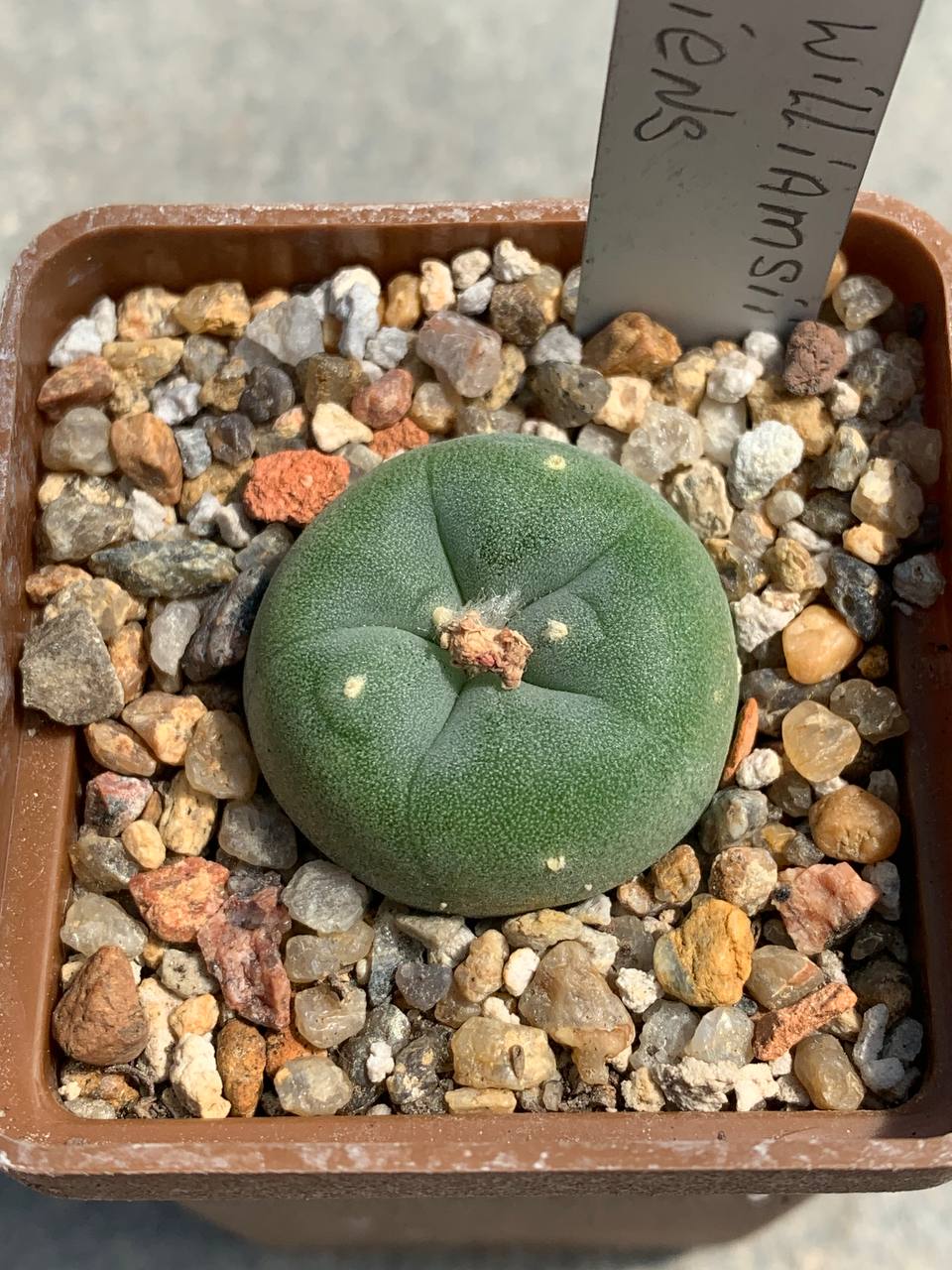 Lophophora williamsii var decipiens