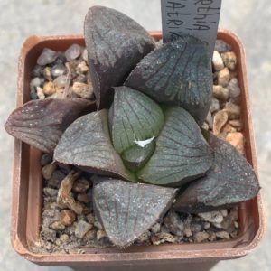 Haworthia cv. ‘Matrix’