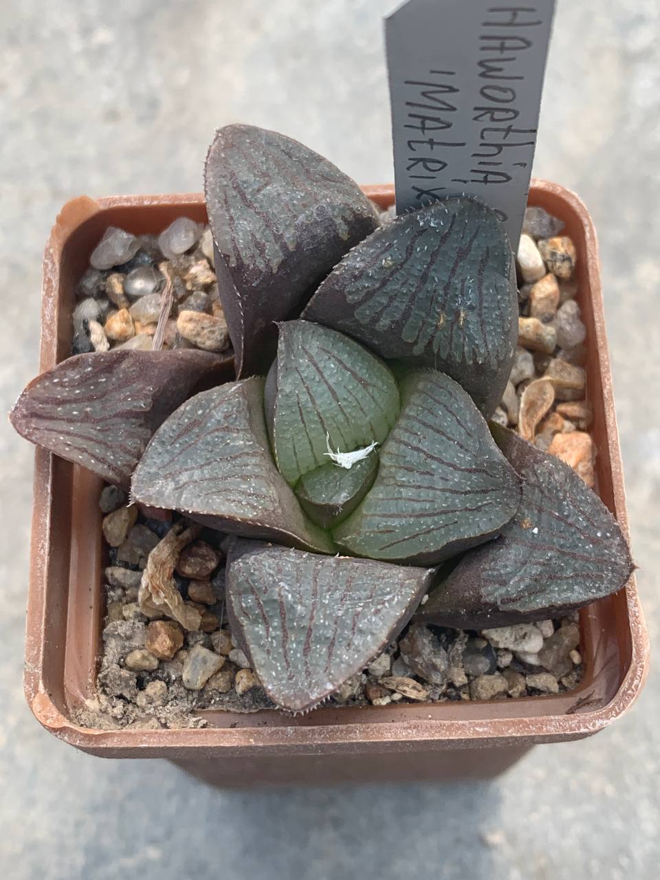 Haworthia cv. ‘Matrix’
