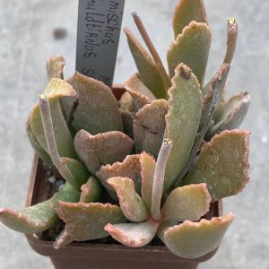 Adromischus schuldtianus SB 1383