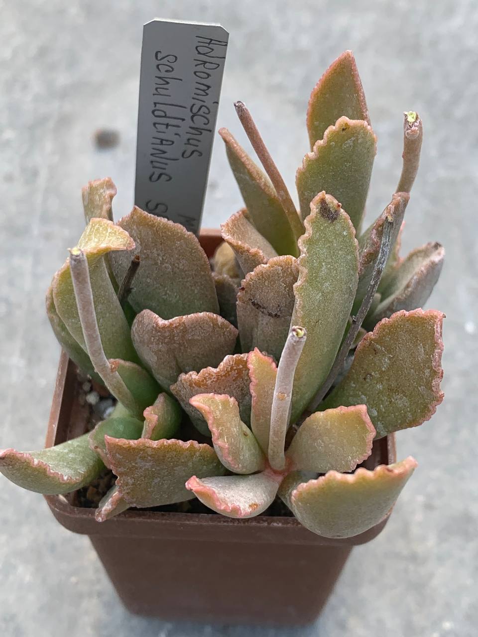 Adromischus schuldtianus SB 1383