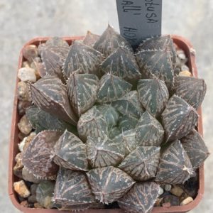 Haworthia cv Mirror Ball HOX-2