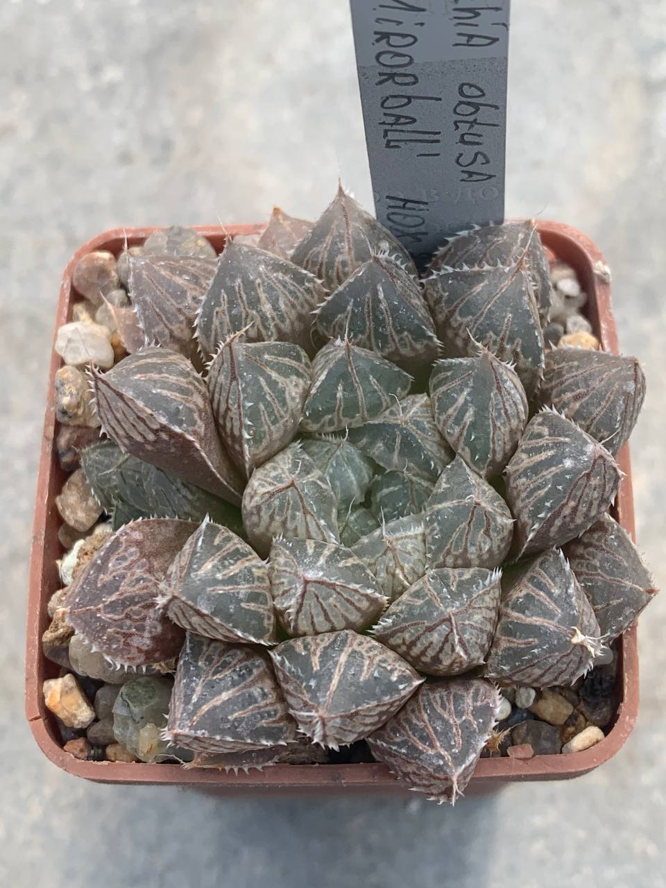 Haworthia cv Mirror Ball HOX-2