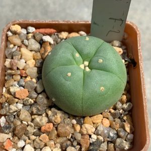 Lophophora fricii F2