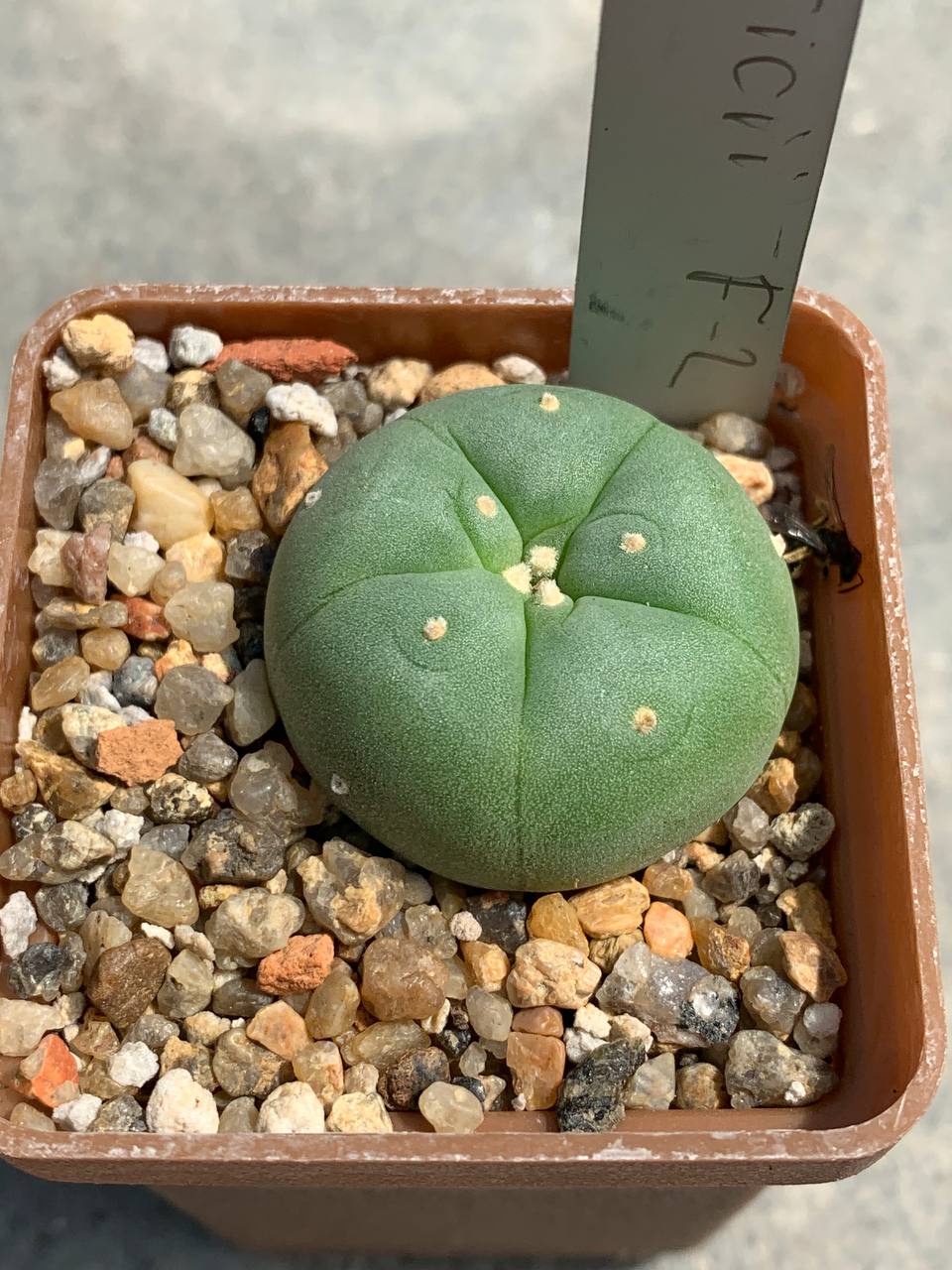 Lophophora fricii F2