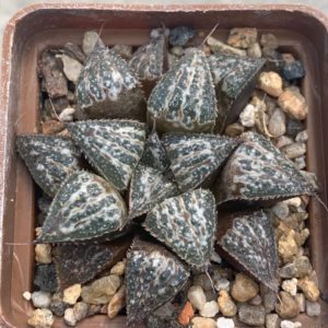 Haworthia cv ‘Yuki Keshiki’