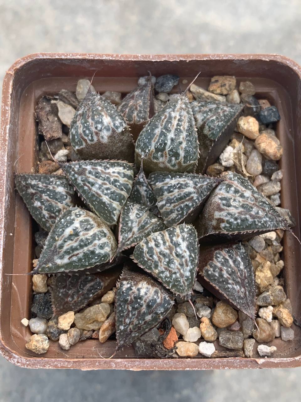 Haworthia cv ‘Yuki Keshiki’