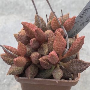 Adromischus marianiae ‘herrei’ (N Komagas)