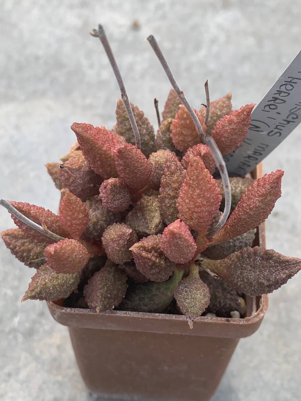 Adromischus marianiae ‘herrei’ (N Komagas)