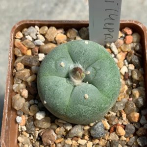 Lophophora fricii(Червінко)