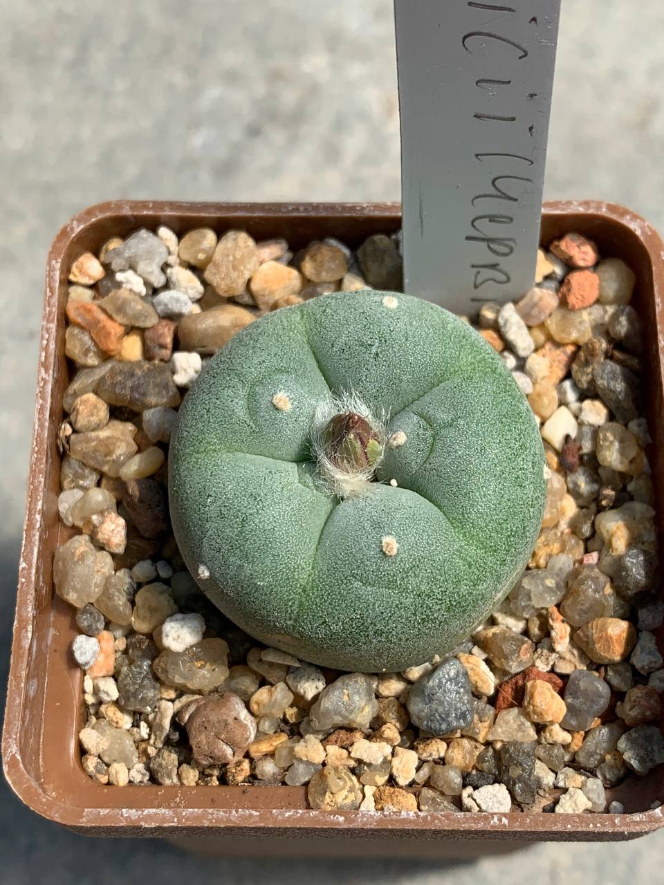 Lophophora fricii(Червінко)