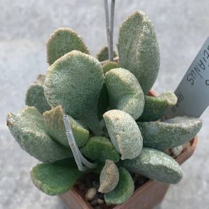 Adromischus schuldtianus hybr #29H