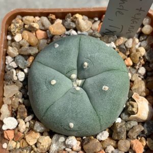 Lophophora williamsii var texana (Rio Grande)