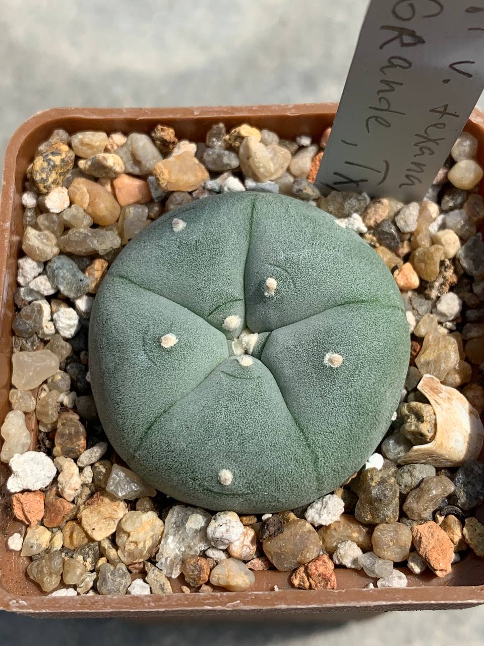 Lophophora williamsii var texana (Rio Grande)