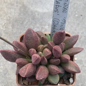 Adromischus marianiae *Tanqua* x alveolatus(gladdekop)