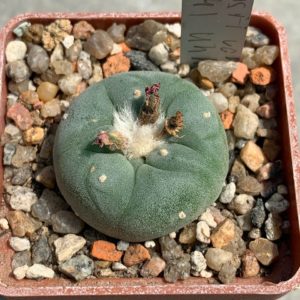 Lophophora williamsii var decipiens (U2024) Uhlig