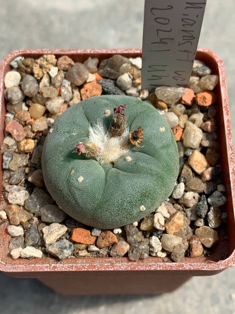 Lophophora williamsii var decipiens (U2024) Uhlig