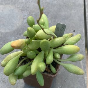 Adromischus cristatus var clavifolius