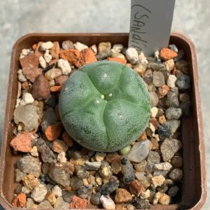 Lophophora williamsii (Sandia El Grande)