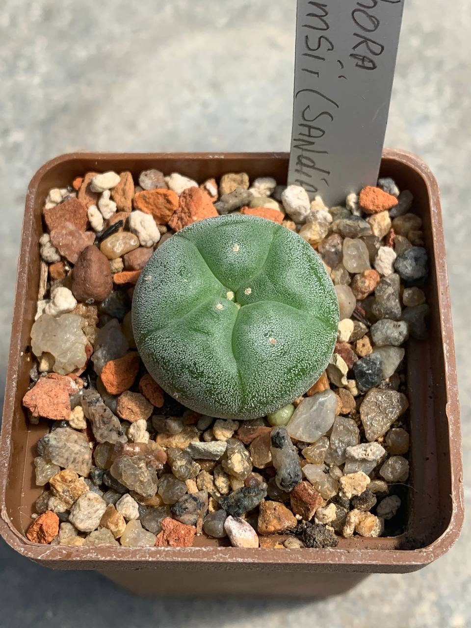 Lophophora williamsii (Sandia El Grande)