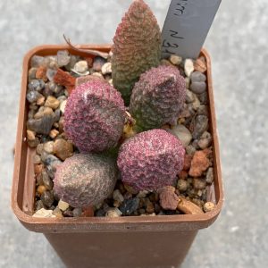 Adromischus hybrid Belgium №31