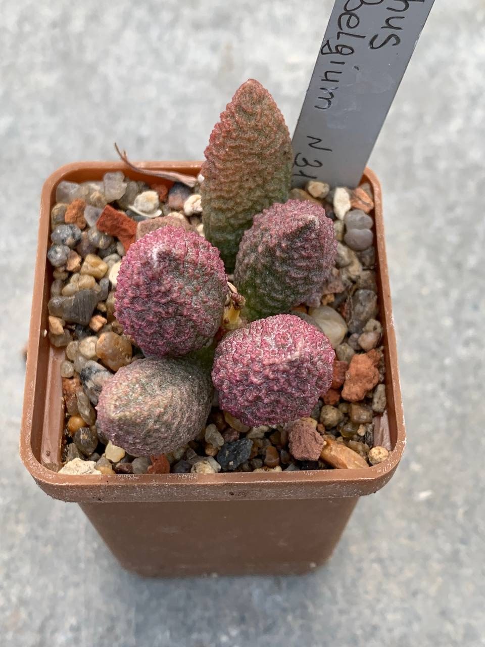 Adromischus hybrid Belgium №31