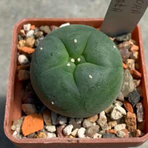 Lophophora echinata