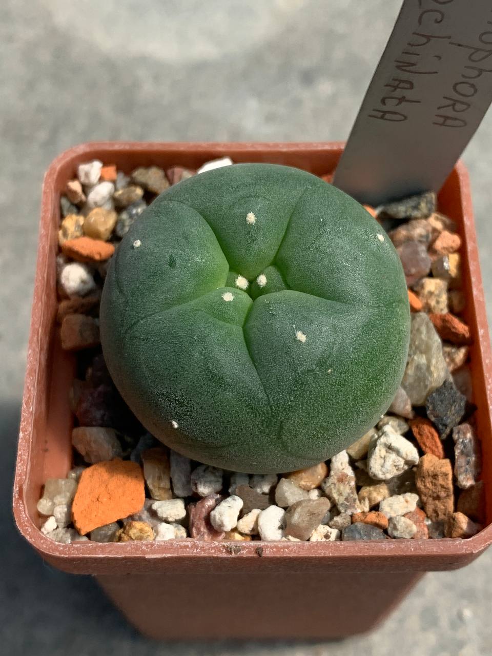 Lophophora echinata