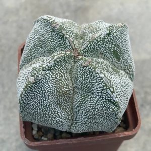 Astrophytum myriostigma quadricostatum