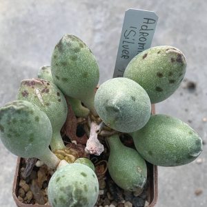 Adromischus cv Silver Tubes