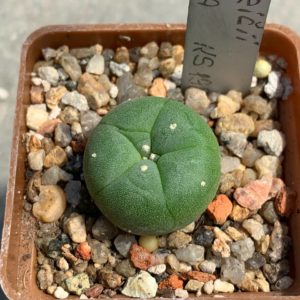Lophophora fricii var gigantea KS198 (Viesca Road ti Parras de la Puenta)