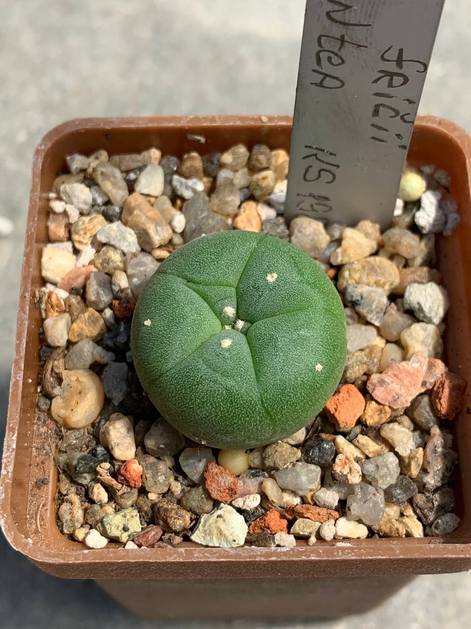 Lophophora fricii var gigantea KS198 (Viesca Road ti Parras de la Puenta)