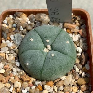 Lophophora williamsii SB 854 (Starr, Co)